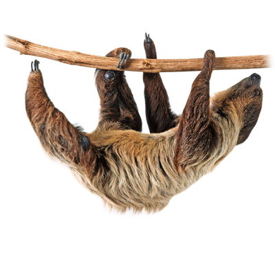 Sloth Png Image