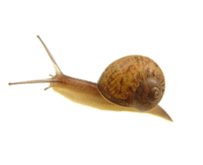 Snail Png Image