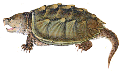 Snapping Turtle Png Image