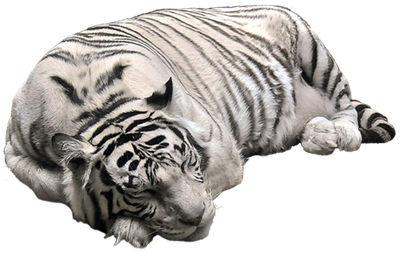 White Tiger Png Image
