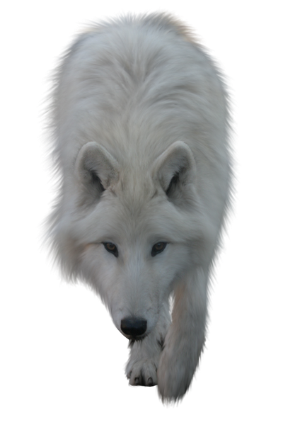 Wolf Png Picture