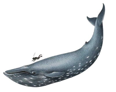Blue Whale File