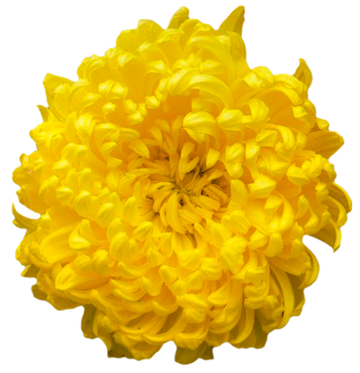 Chrysanthemum Clipart