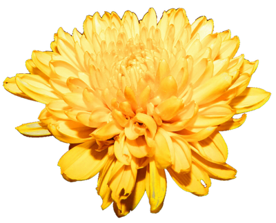 Chrysanthemum Free Download