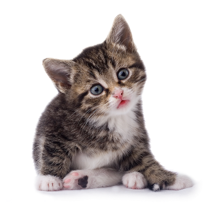 Kitten Transparent Image