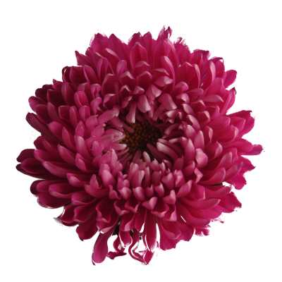 Chrysanthemum Transparent Background