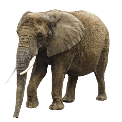 Elephant Transparent Image