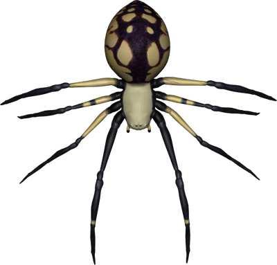 Spider Transparent Image