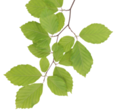Real Leaves Clipart