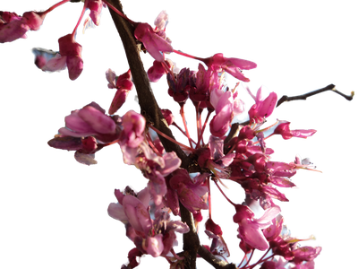 Cherry Blossom Transparent Image