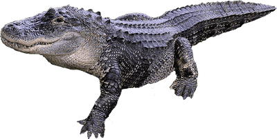 Alligator Transparent Image