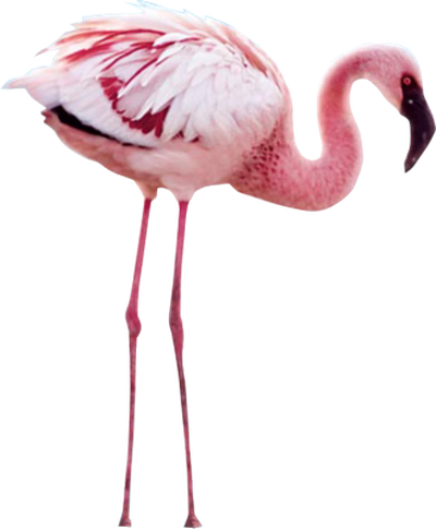 Flamingo Png File