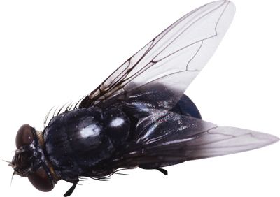 Fly Png 6