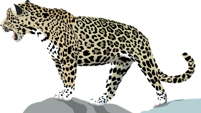 Jaguar Transparent