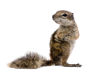 Squirrel Free Download Png