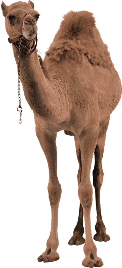 Camel Png Image