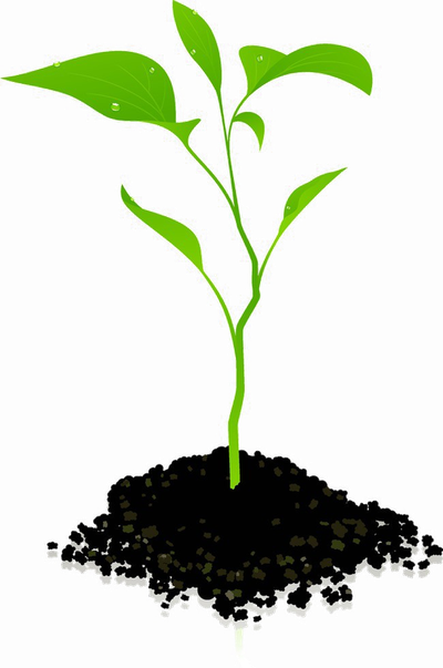 Growing Plant Photos PNG Download Free