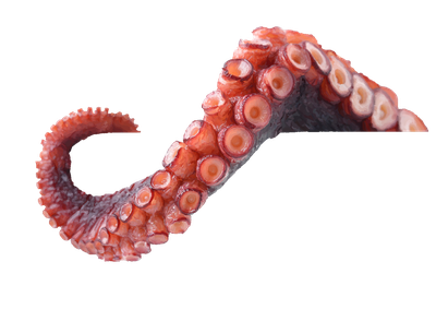Octopus Tentacles Free PNG HQ