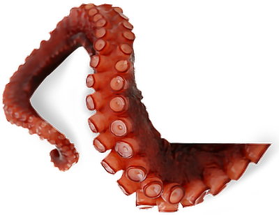 Octopus Tentacles Picture Free Download PNG HD