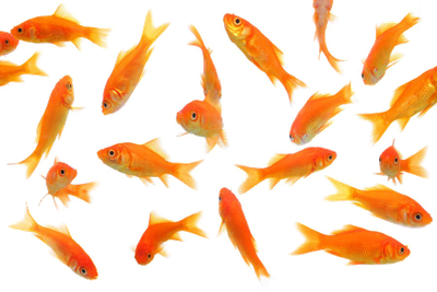 Goldfish Picture Free Download PNG HQ