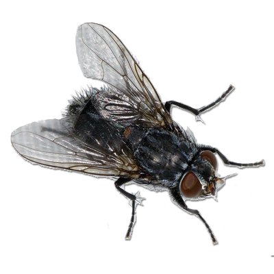 Fly Png 3