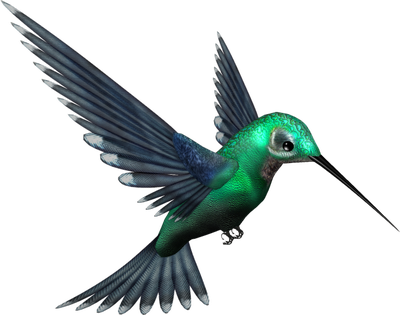 Hummingbird Free Download Png