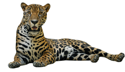 Jaguar Picture