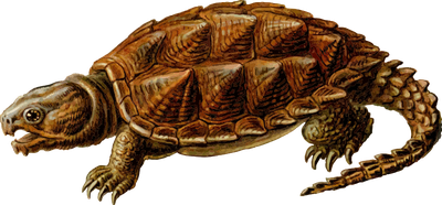 Snapping Turtle Free Download Png