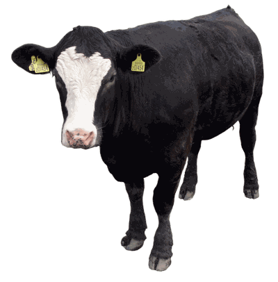 Black Cow Png Image Download Picture