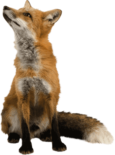 Fox Png Image Download Picture