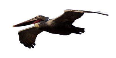 Pelican Image Download Free Image