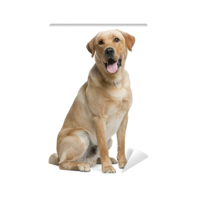 Labrador Picture Download HQ PNG