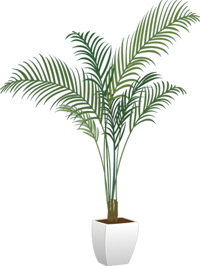 Plants Houseplant Flowerpot Arecaceae Vector Green Potted