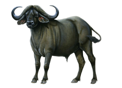 Buffalo Png Picture