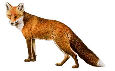 Fox Png 8