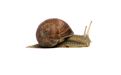 Snail Png File