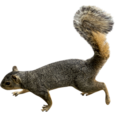 Squirrel Png Picture