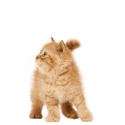 Cat Png Image Download Picture Kitten