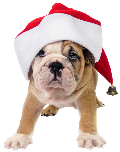 Cute Toy Picture Bulldog Hat Claus Dog