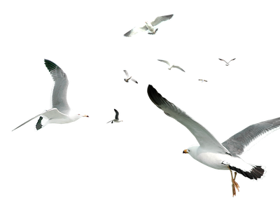 Decorative Flocks Pattern Flying Gulls Simple Seagull