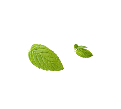 Green Mint Leaf Peppermint Free Download PNG HQ