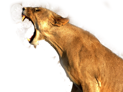Cougar Lion Free Transparent Image HD