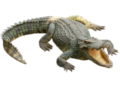 Crocodile Png