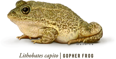 Frog Png 7