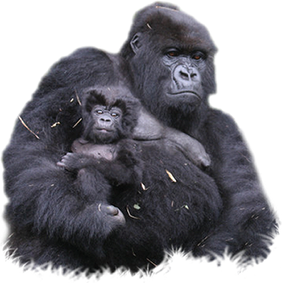 Gorilla Png Clipart