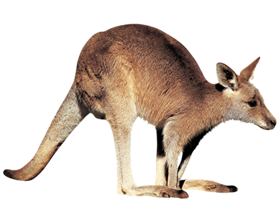 Kangaroo Free Download Png