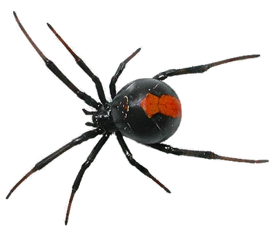 Spider Free Download Png