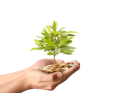 Plant Material Gold Money Photography Coins Tree