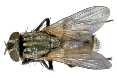 Fly Png 8