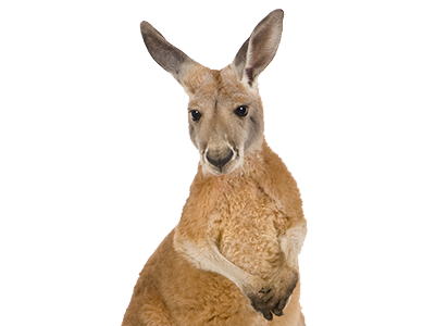 Kangaroo Transparent